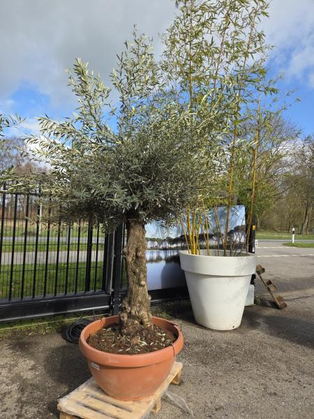 Olivenbaum-Hojiblanca--Nr-40