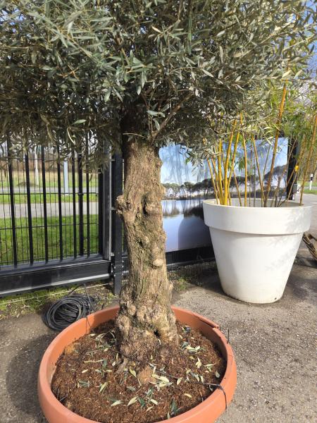 Olivenbaum Hojiblanca  260 cm -  (ca. 60 Jährig) mit altem Stamm.