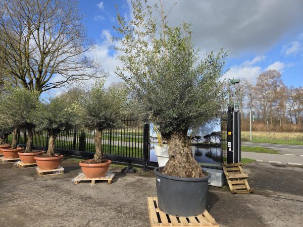 Olivenbaum Hojiblanca  280 cm -  (+150 Jährig) mit sehr dickem knorrigem Stamm.