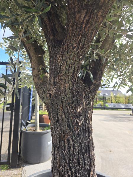 Olivenbaum Hojiblanca  250 cm -  (ca. 90 Jährig) mit schöne verzweigte Stämme.