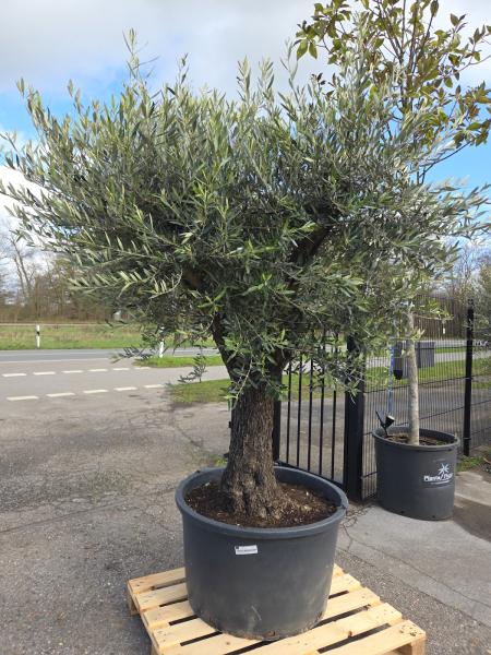 Olivenbaum Hojiblanca  250 cm -  (ca. 90 Jährig) mit schöne verzweigte Stämme.