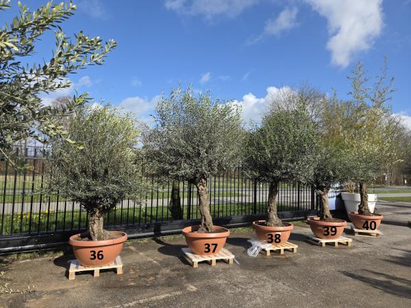 Olivenbaum Hojiblanca  260 cm -  (ca. 60 Jährig) mit altem Stamm.