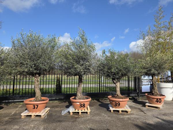 Olivenbaum Hojiblanca  260 cm -  (ca. 60 Jährig) mit altem Stamm.