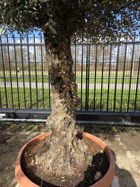 Olivenbaum Hojiblanca  260 cm -  (ca. 60 Jährig) mit altem Stamm.