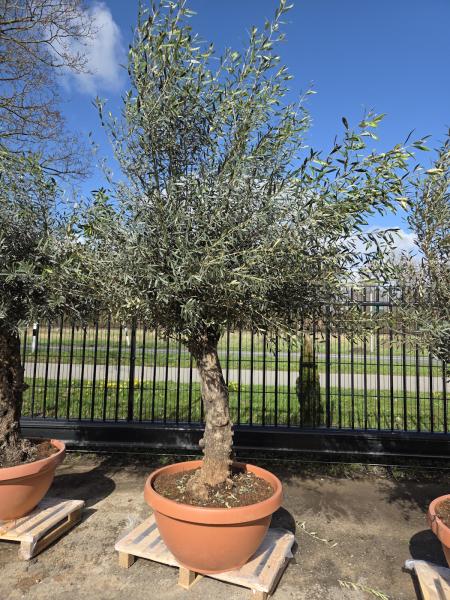 Olivenbaum-Hojiblanca--Nr-44