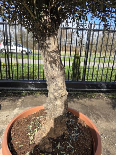 Olivenbaum Hojiblanca  260 cm -  (ca. 60 Jährig) mit altem Stamm.