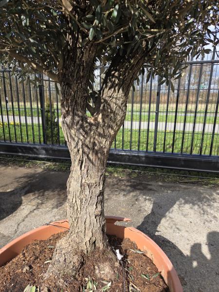 Olivenbaum Hojiblanca  260 cm -  (ca. 55 Jährig) mit verzweigtem Stamm Nr.46