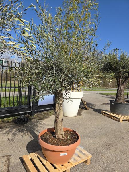 Olivenbaum-Hojiblanca--Nr-47