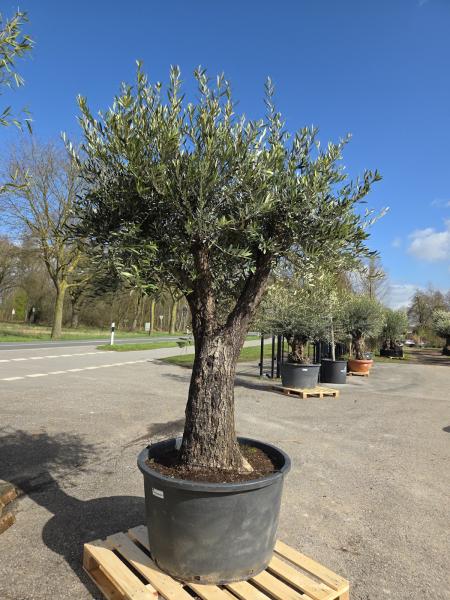Olivenbaum-Hojiblanca--Nr-48