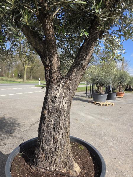 Olivenbaum Hojiblanca  270 cm -  (ca. 90 Jährig) mit verzweigtem Stamm - Nr.48
