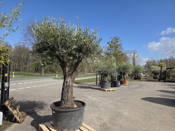Olivenbaum Hojiblanca  270 cm -  (ca. 90 Jährig) mit verzweigtem Stamm - Nr.48