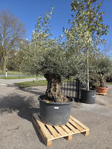 Olivenbaum-Hojiblanca--Nr-49