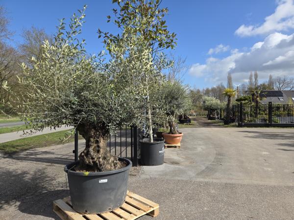 Olivenbaum Hojiblanca  230 cm -  (ca. 120 Jährig) mit sehr dickem knorrigem Stamm - Nr.49