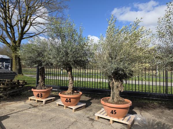 Olivenbaum Hojiblanca  260 cm -  (ca. 55 Jährig) mit verzweigtem Stamm Nr.46