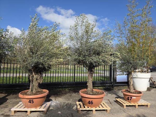 Olivenbaum Hojiblanca  260 cm -  (ca. 60 Jährig) mit altem Stamm.