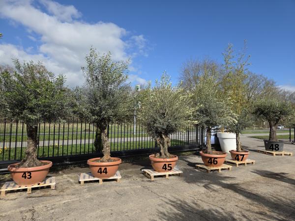 Olivenbaum Hojiblanca  260 cm -  (ca. 55 Jährig) mit verzweigtem Stamm Nr.46