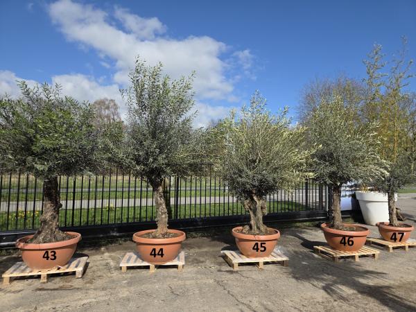 Olivenbaum Hojiblanca  200 cm -  (ca. 50 Jährig) genau den im Bild Nr.47