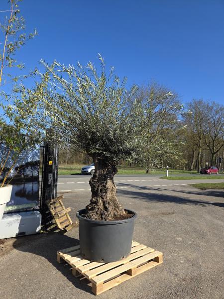 Olivenbaum-Hojiblanca--Nr-56