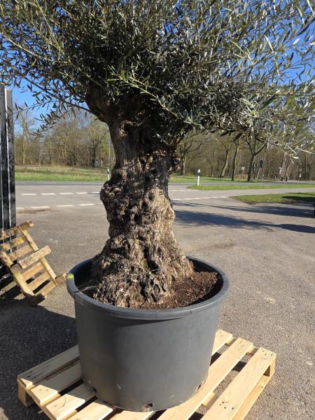 Olivenbaum Hojiblanca  260 cm -  (+ 100 Jährig) mit sehr dickem knorrigem Stamm - Nr.56