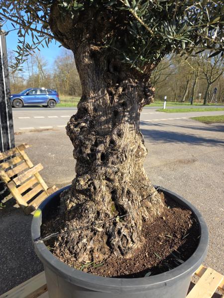 Olivenbaum Hojiblanca  260 cm -  (+ 100 Jährig) mit sehr dickem knorrigem Stamm - Nr.56