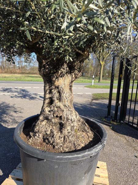 Olivenbaum Hojiblanca  280 cm -  (ca. 150 Jährig) mit sehr dickem knorrigem Stamm - Nr.57