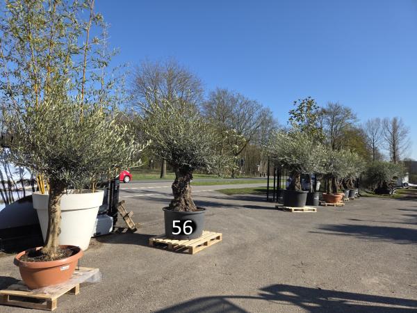 Olivenbaum Hojiblanca  260 cm -  (+ 100 Jährig) mit sehr dickem knorrigem Stamm - Nr.56