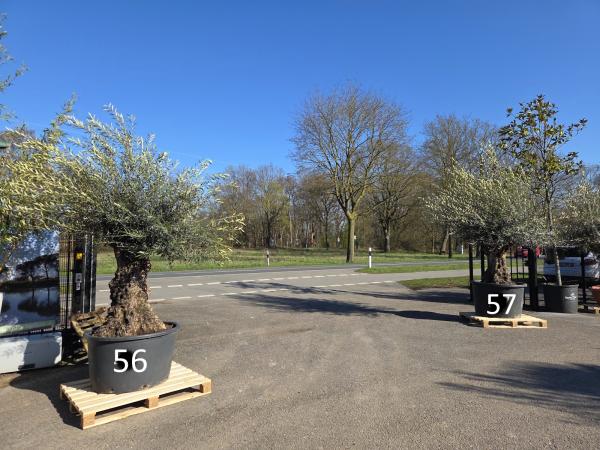 Olivenbaum Hojiblanca  260 cm -  (+ 100 Jährig) mit sehr dickem knorrigem Stamm - Nr.56