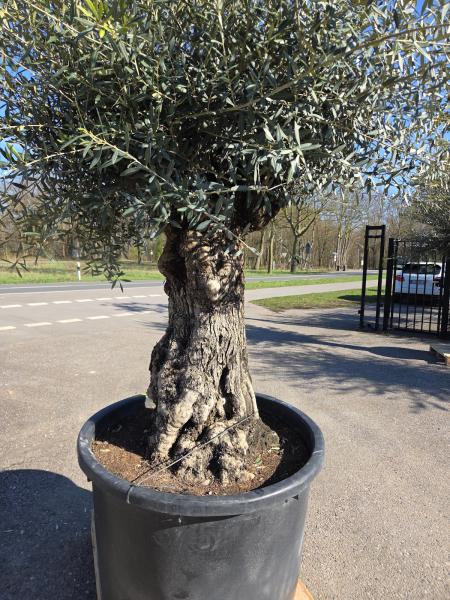 Olivenbaum Hojiblanca  280 cm -  (ca. 120 Jährig) mit sehr dickem knorrigem Stamm - Nr.58