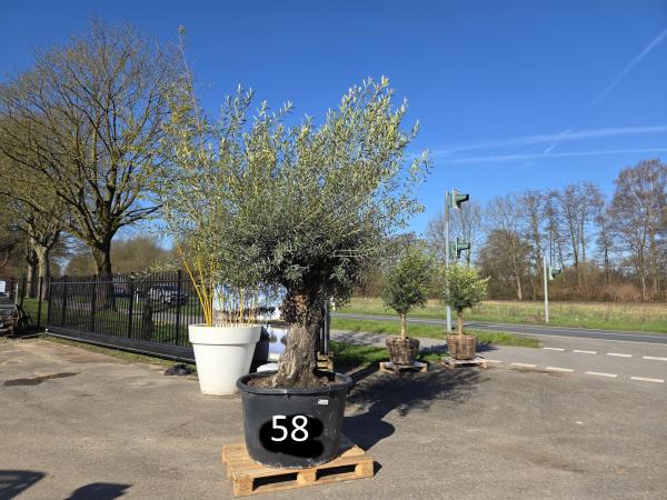 Olivenbaum Hojiblanca  280 cm -  (ca. 120 Jährig) mit sehr dickem knorrigem Stamm - Nr.58