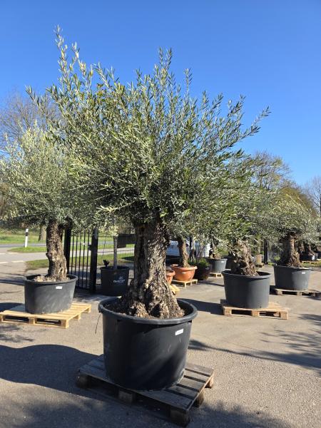 Olivenbaum-Hojiblanca--Nr-59