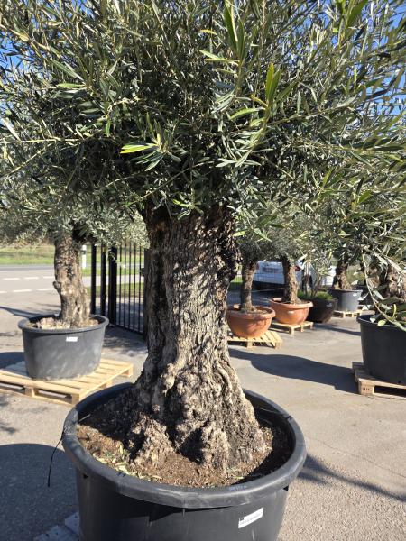 Olivenbaum Hojiblanca  280 cm -  (ca. 150 Jährig) mit sehr dickem knorrigem Stamm - Nr.59