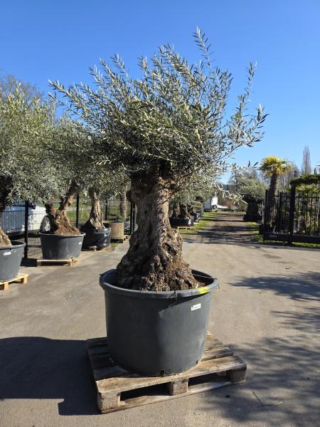 Olivenbaum-Hojiblanca--Nr-61