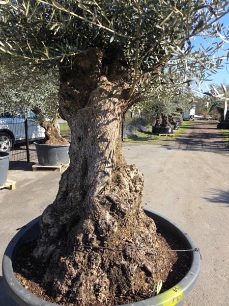 Olivenbaum Hojiblanca  250 cm -  (gut 150 Jährig) mit sehr dickem knorrigem Stamm - Nr.61