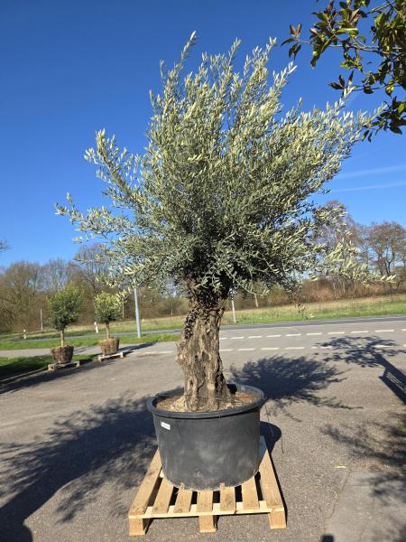 Olivenbaum Hojiblanca  300 cm -  (ca. 100 Jährig) mit leicht gebogenem Stamm - Nr.62