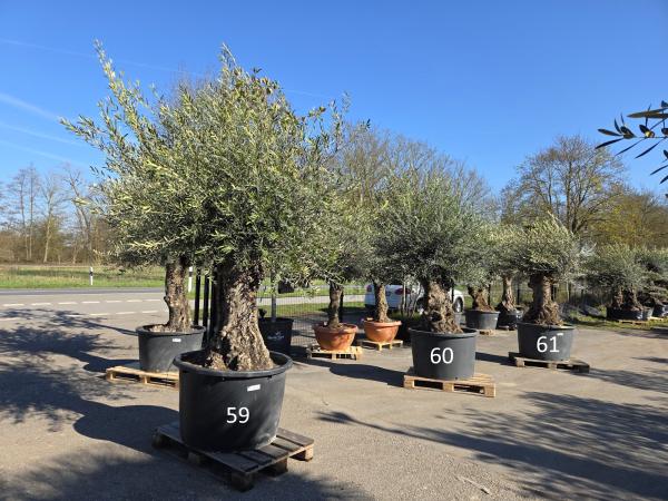 Olivenbaum Hojiblanca  280 cm -  (ca. 150 Jährig) mit sehr dickem knorrigem Stamm - Nr.59