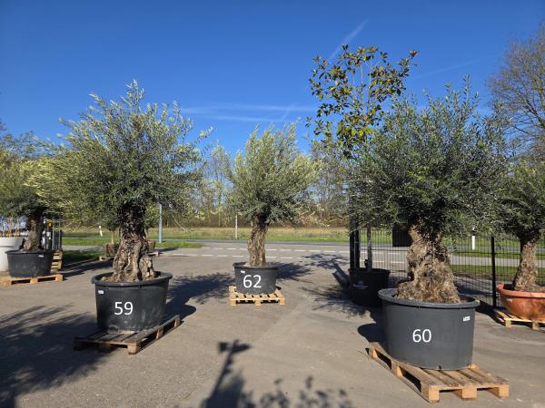 Olivenbaum Hojiblanca  280 cm -  (ca. 150 Jährig) mit sehr dickem knorrigem Stamm - Nr.59