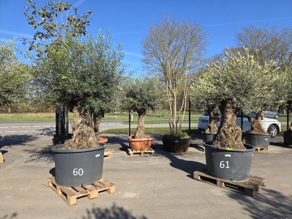 Olivenbaum Hojiblanca  260 cm -  (ca. 150 Jährig) mit sehr dickem knorrigem Stamm - Nr.60