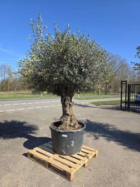Olivenbaum-Hojiblanca--Nr2