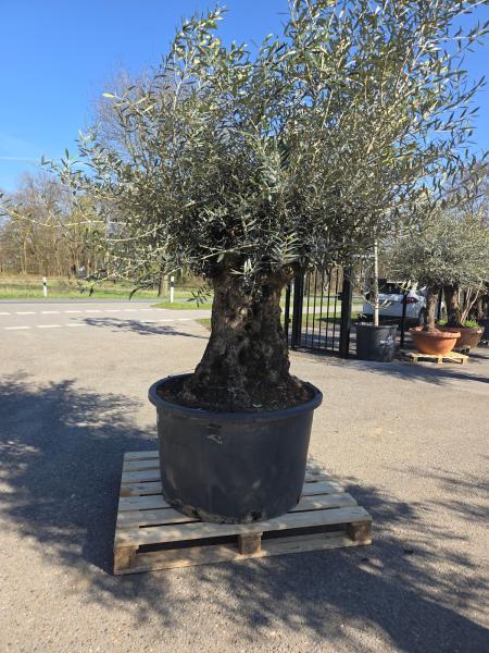 Olivenbaum-Hojiblanca--Nr-63