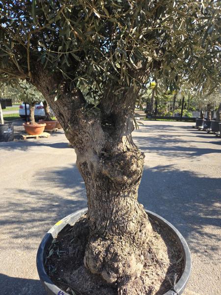 Olivenbaum Hojiblanca  270 cm -  (ca. 100 Jährig) mit verzweigtem Stamm - Nr.64