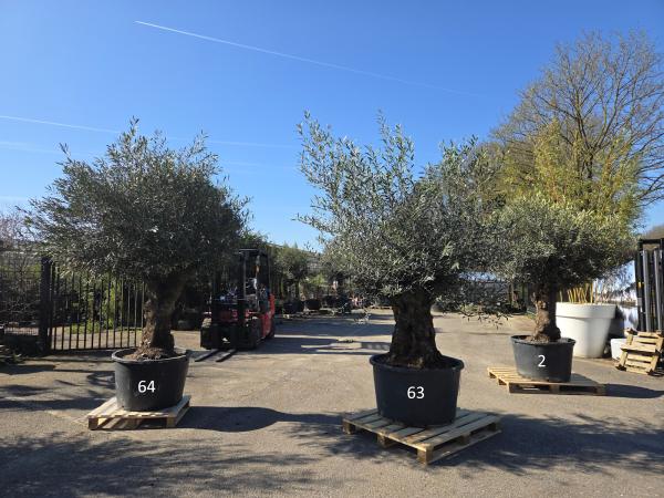 Olivenbaum Hojiblanca  250 cm -  (ca. 140 Jährig) mit sehr dickem knorrigem Stamm - Nr.63