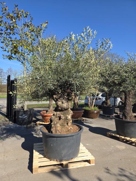 Olivenbaum-Hojiblanca--Nr-65