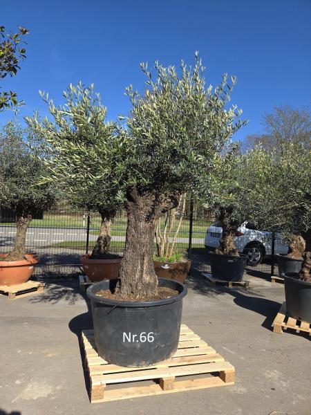 Olivenbaum Hojiblanca  250 cm -  (ca. 100 Jährig) mit verzweigten Stämmen - Nr.66