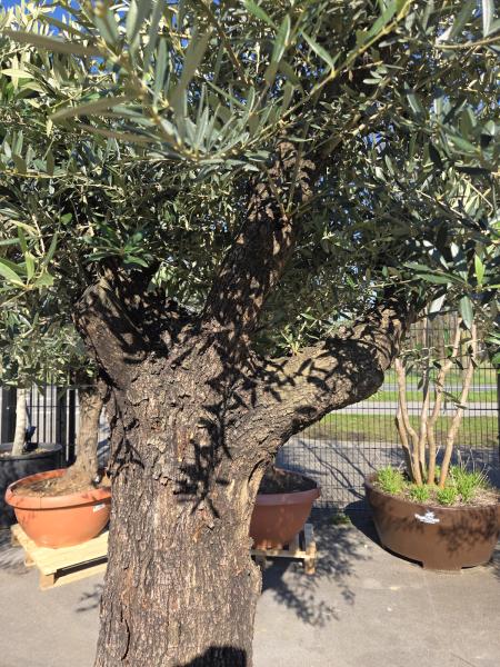 Olivenbaum Hojiblanca  250 cm -  (ca. 100 Jährig) mit verzweigten Stämmen - Nr.66