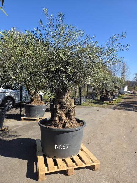 Olivenbaum-Hojiblanca--Nr-67