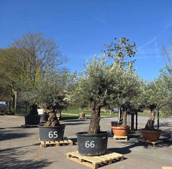 Olivenbaum Hojiblanca  240 cm -  (ca. 130 Jährig) mit sehr dickem knorrigem Stamm - Nr.65