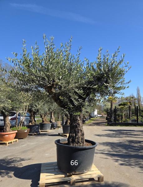 Olivenbaum-Hojiblanca--Nr-66