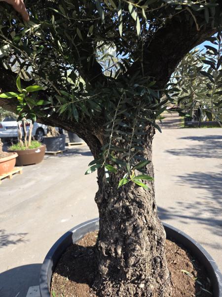 Olivenbaum Hojiblanca  250 cm -  (ca. 100 Jährig) mit verzweigten Stämmen - Nr.66