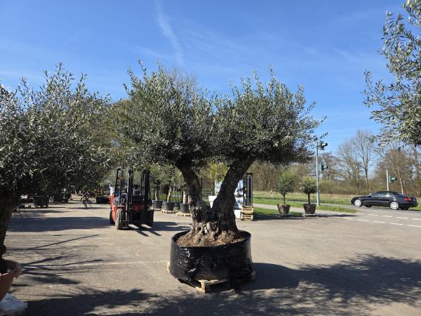 Olivenbaum XXL Hojiblanca  310 cm -  (über 200 Jährig) Mega Olivenbaum Nr.75