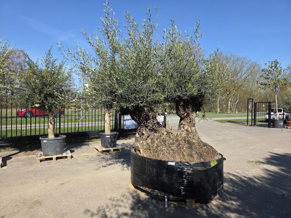 Olivenbaum-Hojiblanca--Nr-77